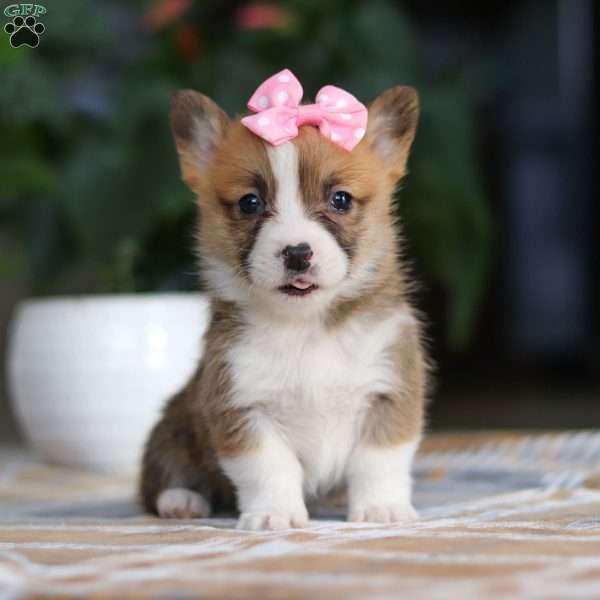 Faith, Pembroke Welsh Corgi Puppy